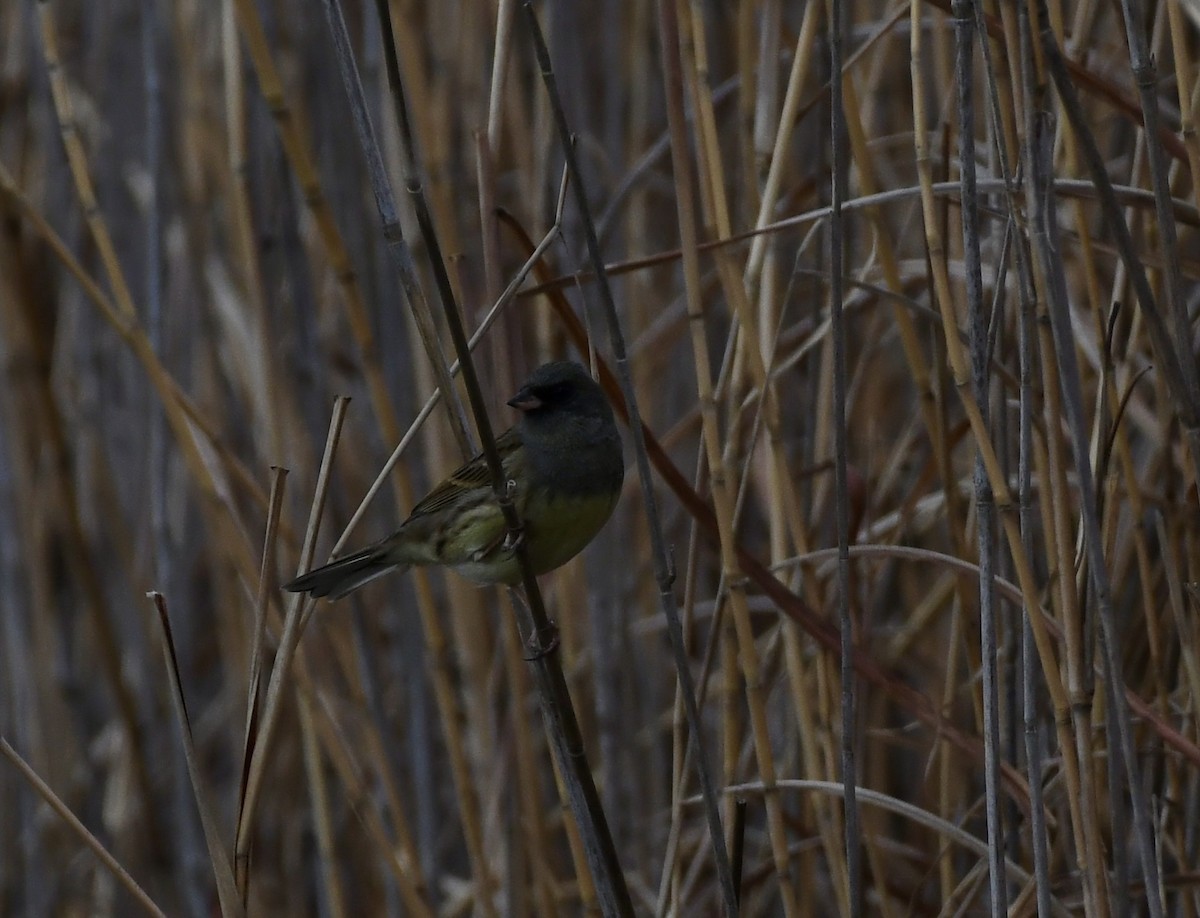 Black-faced Bunting - ML622604915