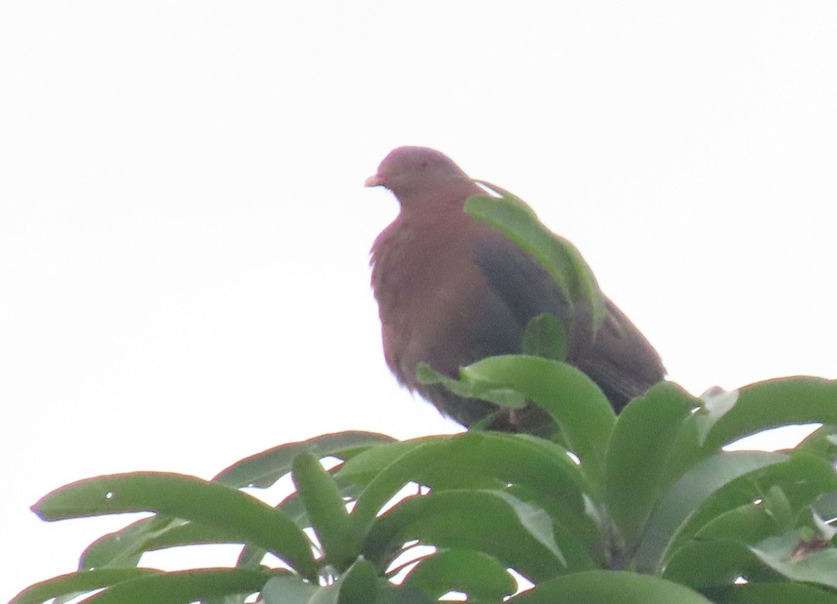 Red-billed Pigeon - Thomas Brooks