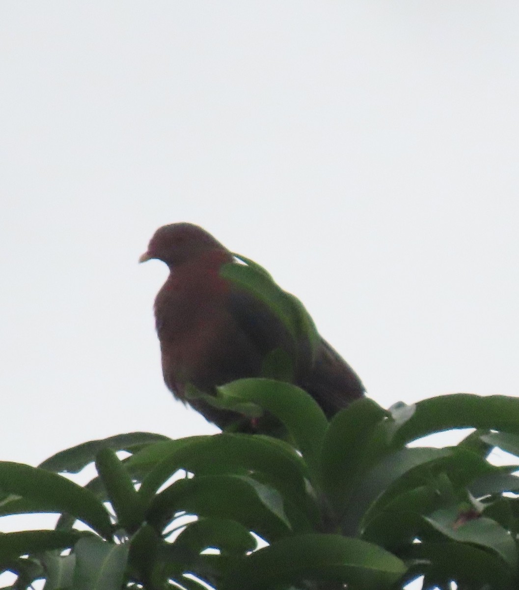 Red-billed Pigeon - ML622604925