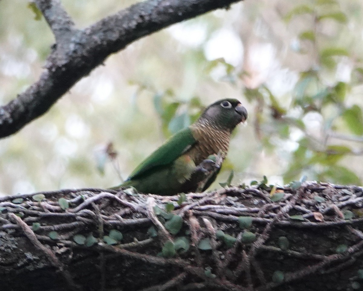 Maroon-bellied Parakeet - ML622604926