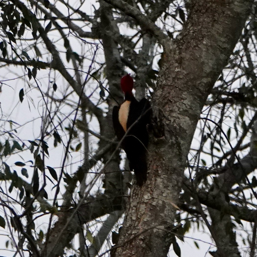 Cream-backed Woodpecker - ML622604927