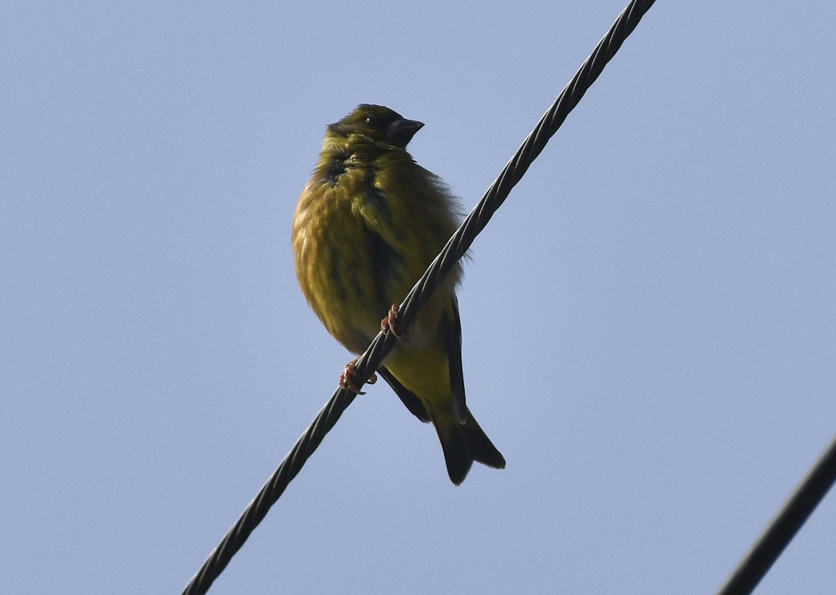 Eurasian Siskin - ML622604933