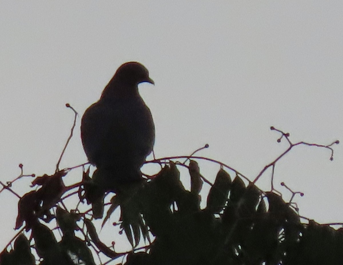 Red-billed Pigeon - ML622604935