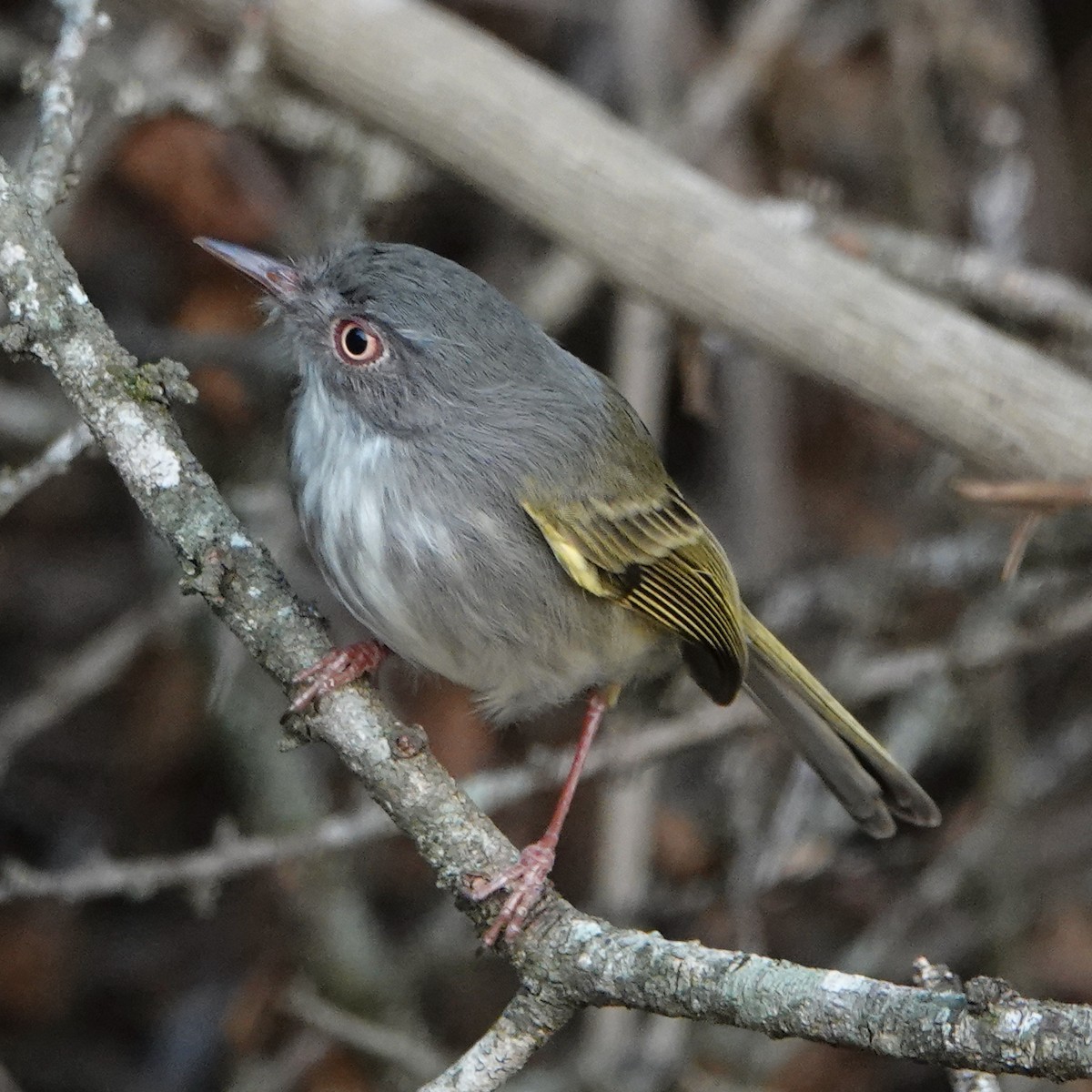 Pearly-vented Tody-Tyrant - ML622604936