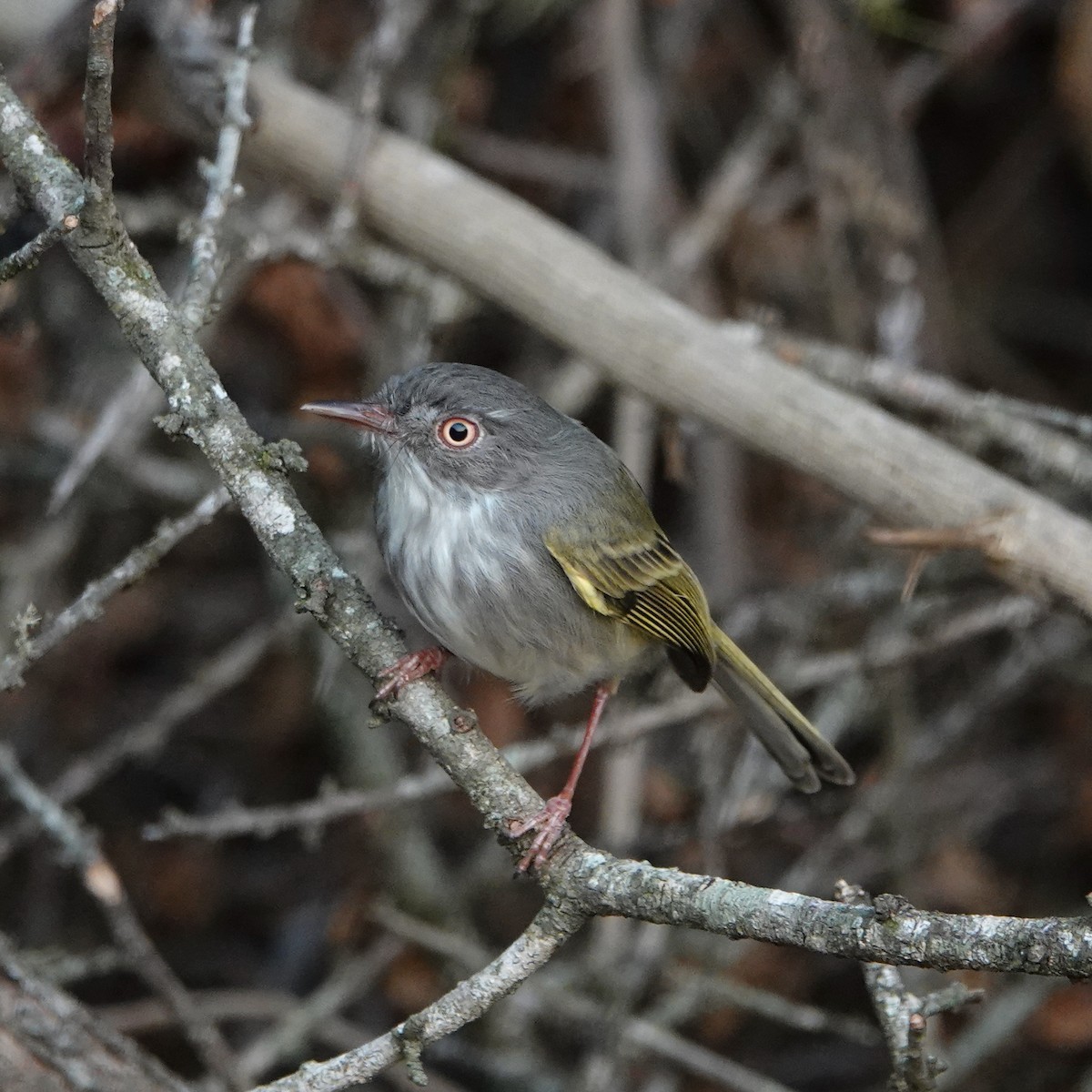 Pearly-vented Tody-Tyrant - ML622604937