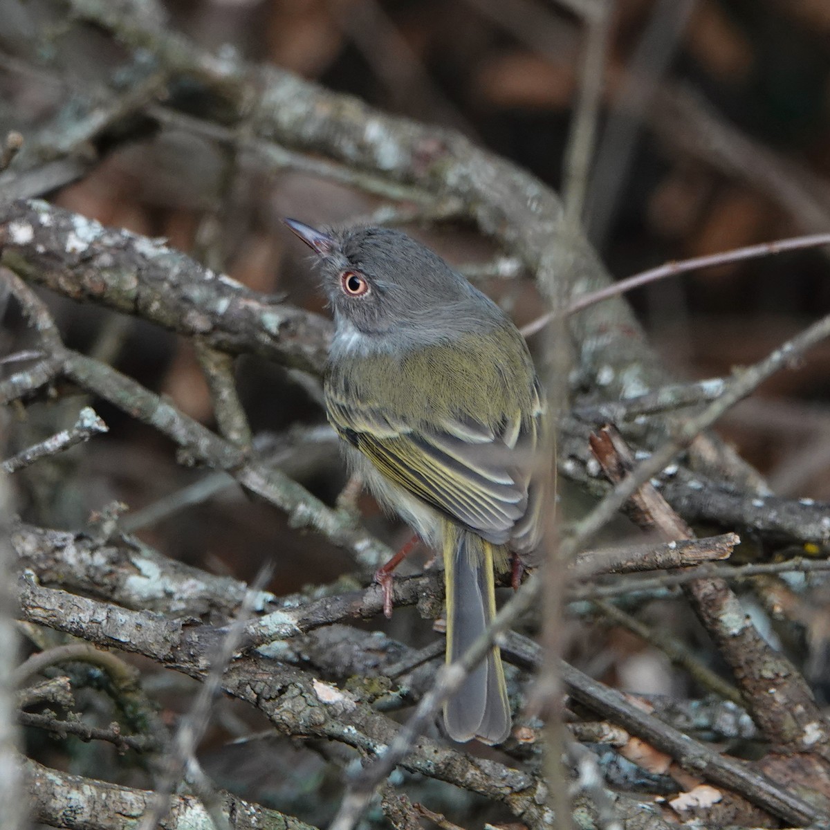 Pearly-vented Tody-Tyrant - ML622604938