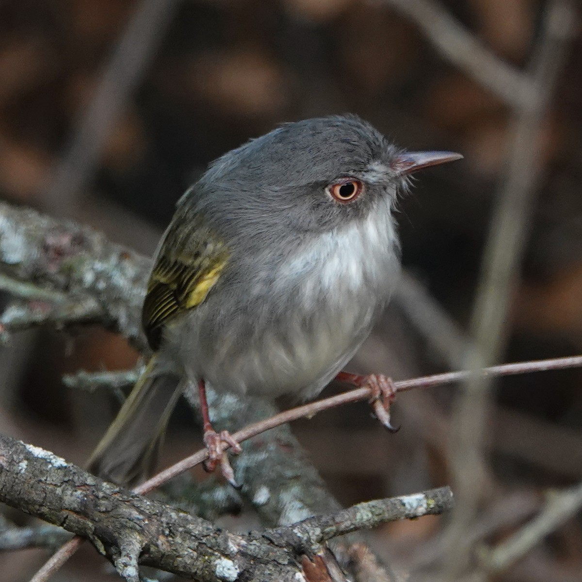 Pearly-vented Tody-Tyrant - Dan Rabosky