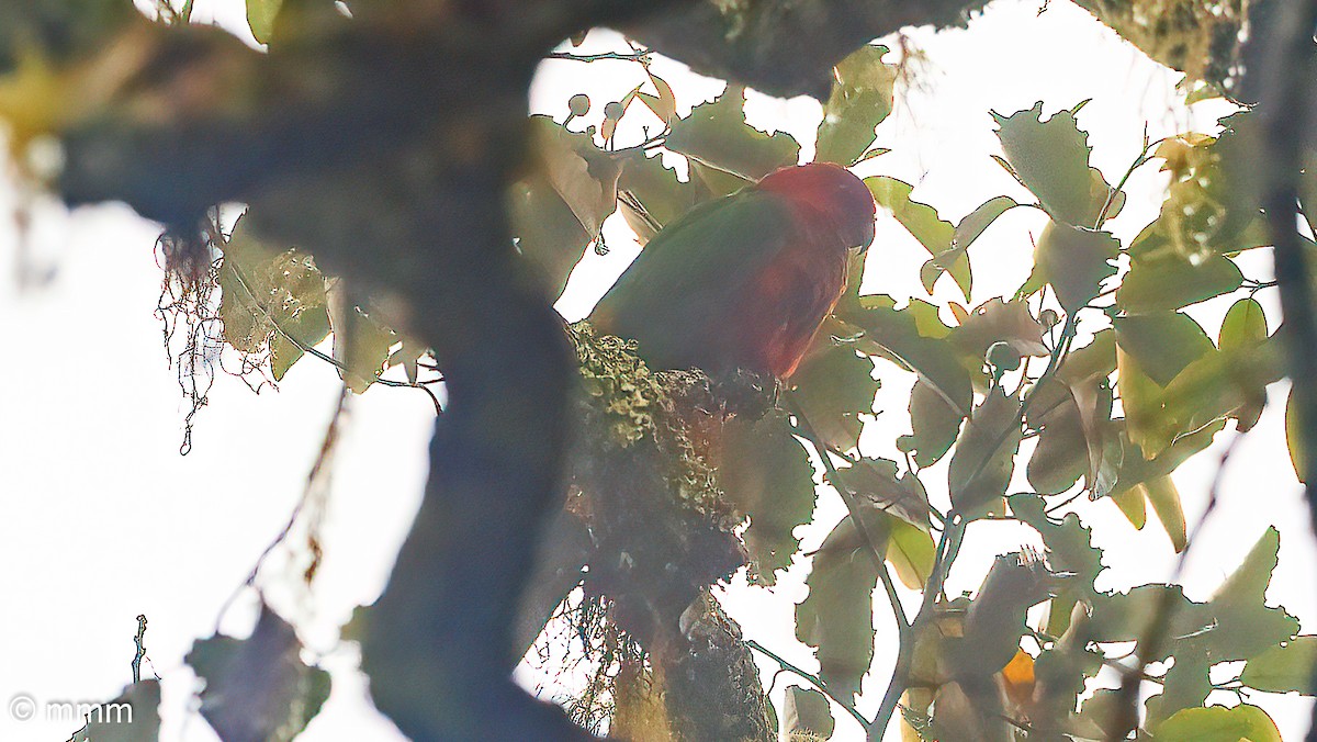 Moluccan King-Parrot - Mario Martin