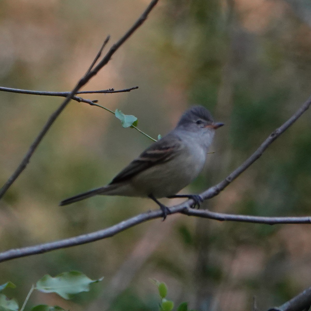 Southern Beardless-Tyrannulet - ML622604967