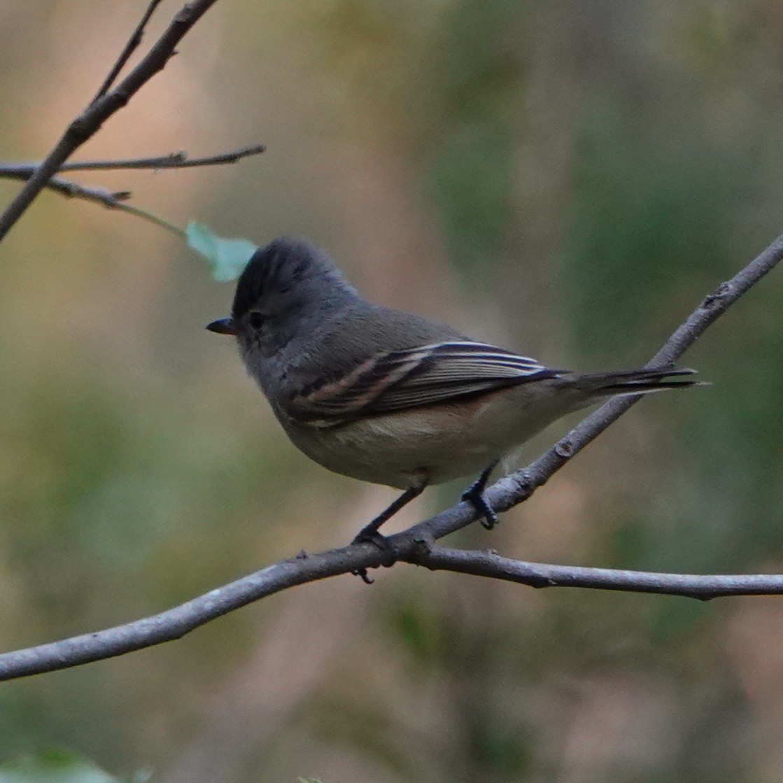 Southern Beardless-Tyrannulet - ML622604968