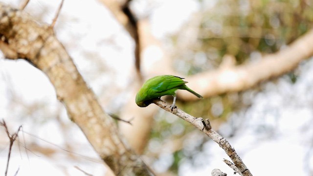 Jerdon's Leafbird - ML622604979