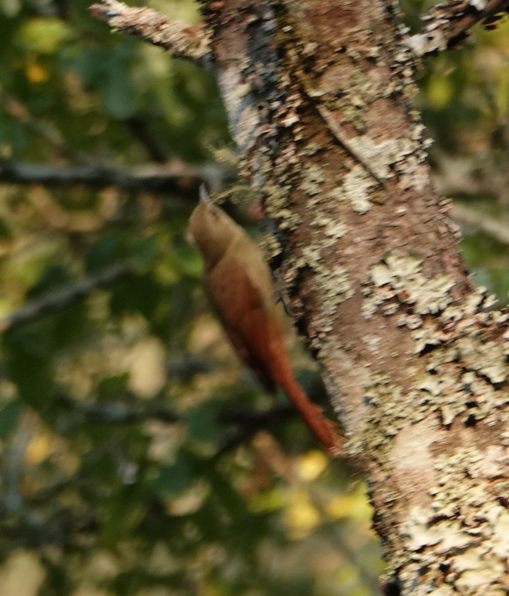 Olivaceous Woodcreeper - ML622604981