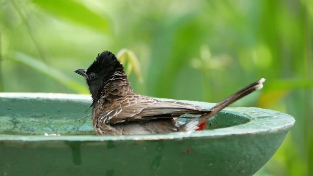 Bulbul à ventre rouge - ML622604987