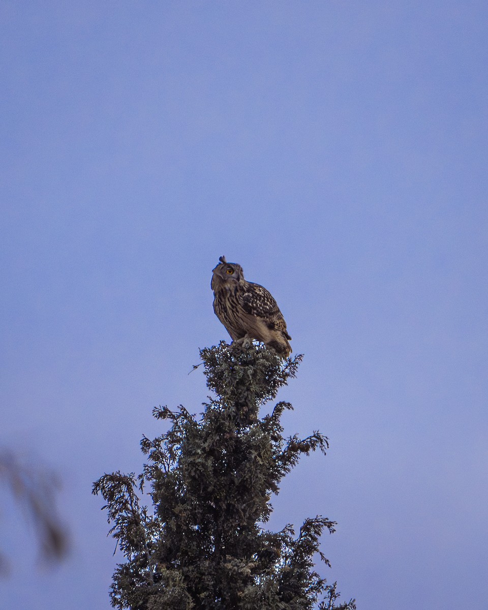 鵰鴞 - ML622604992