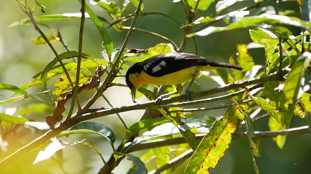 Common Iora - ML622604997