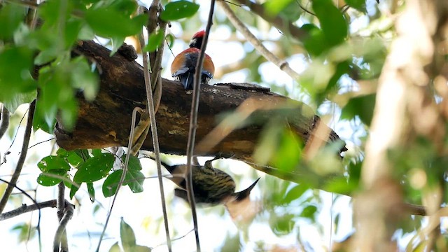 Black-rumped Flameback - ML622604998