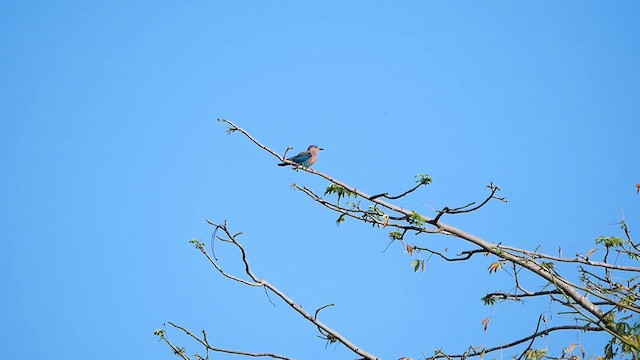 Indian Roller - ML622605000