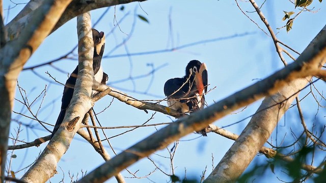 Malabar Pied-Hornbill - ML622605001