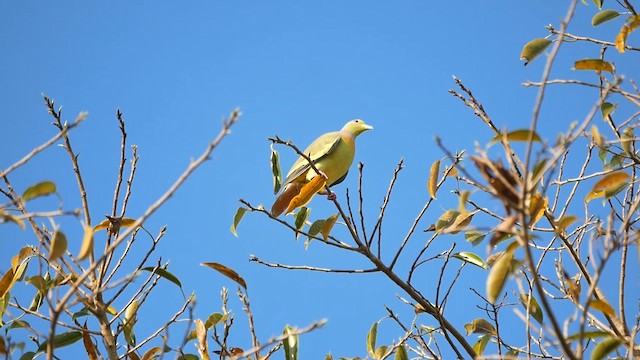 Orange-breasted Green-Pigeon - ML622605007