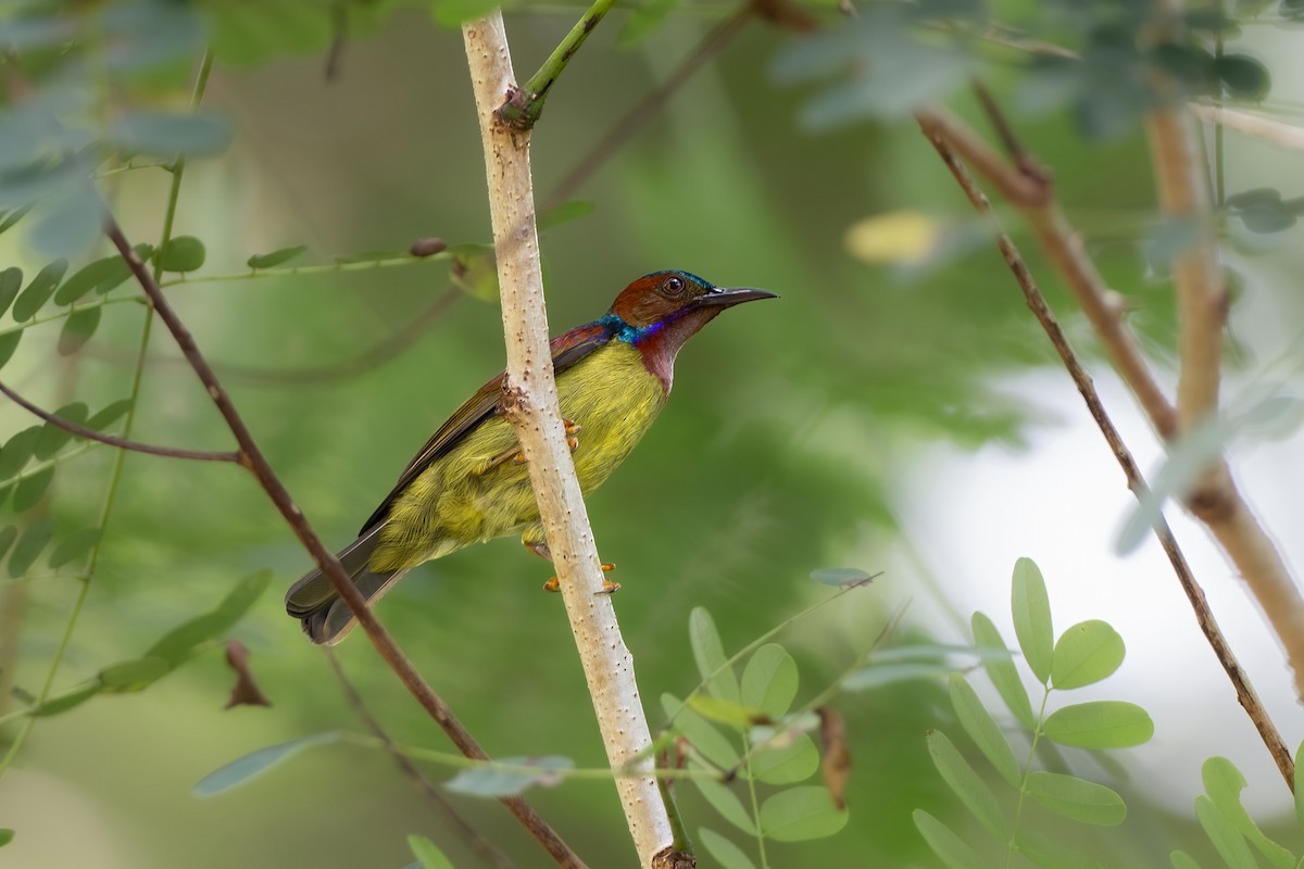 Red-throated Sunbird - ML622605021