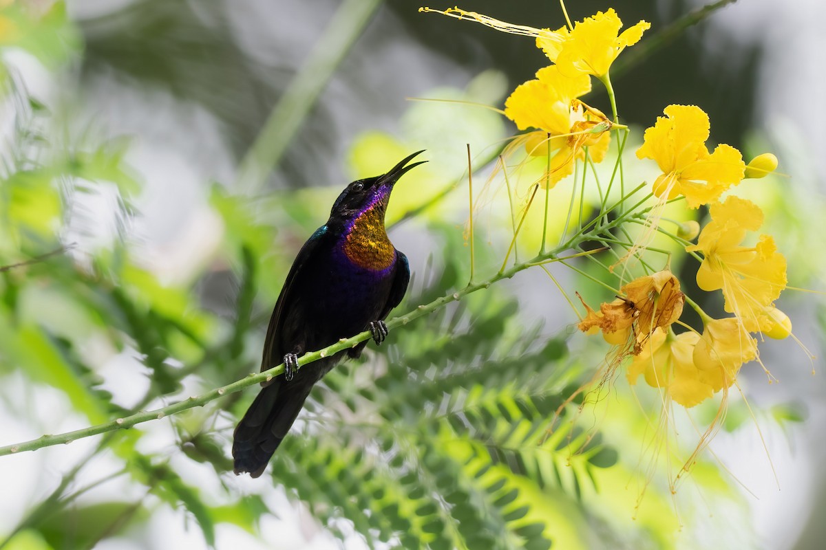 Copper-throated Sunbird - ML622605023