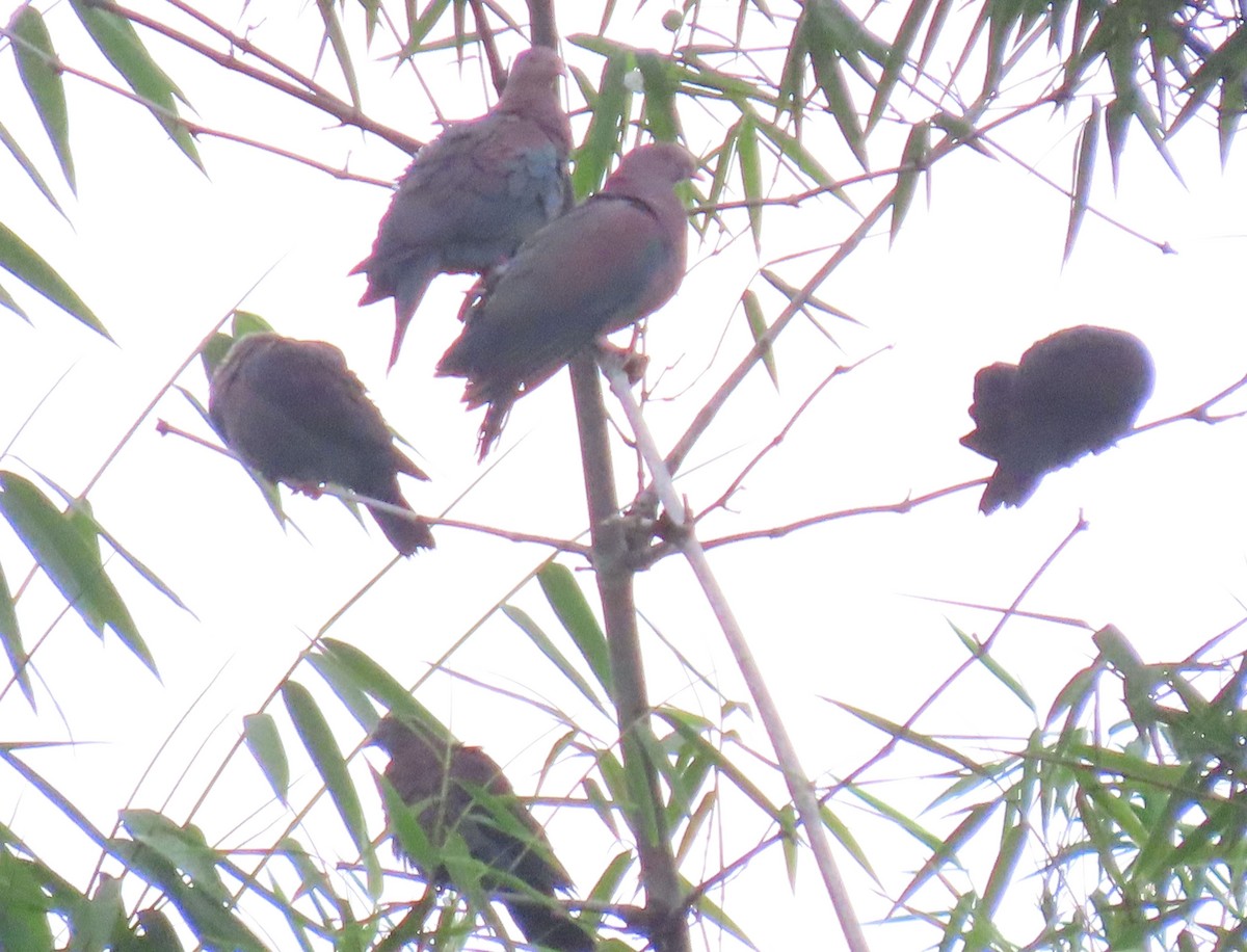 Red-billed Pigeon - ML622605086