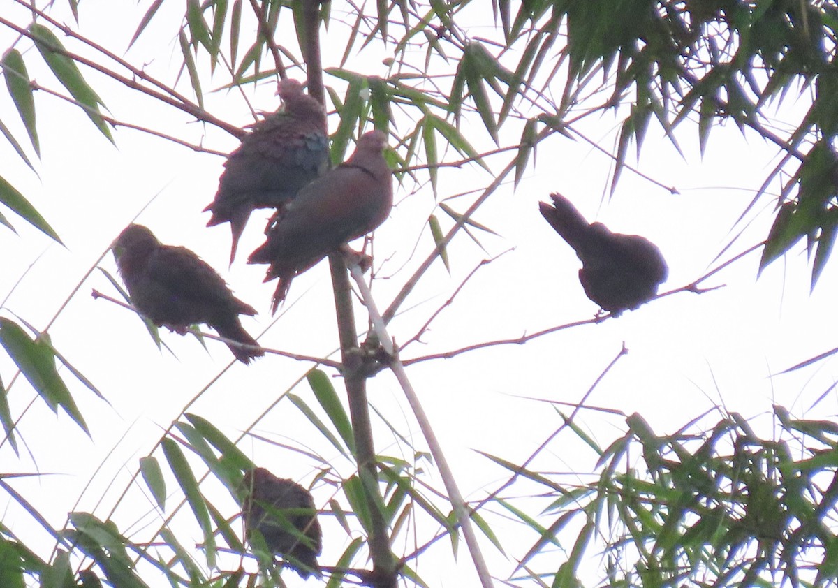 Red-billed Pigeon - ML622605087