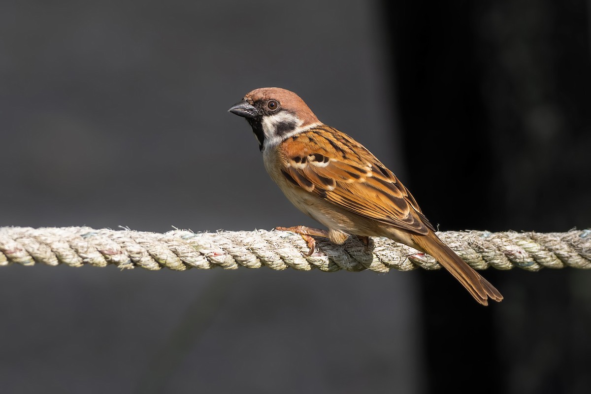 Eurasian Tree Sparrow - ML622605090