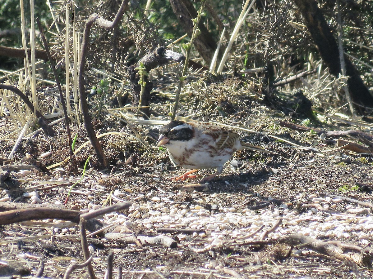 Rustic Bunting - ML622605094