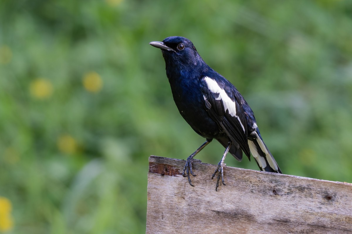 Oriental Magpie-Robin (Black) - ML622605112