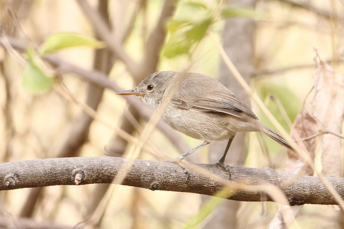 Cape Verde Swamp Warbler - ML622605120