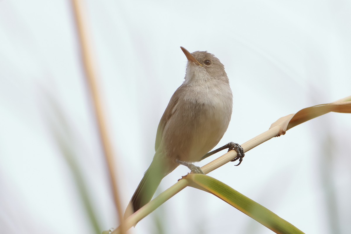 Cape Verde Swamp Warbler - ML622605123