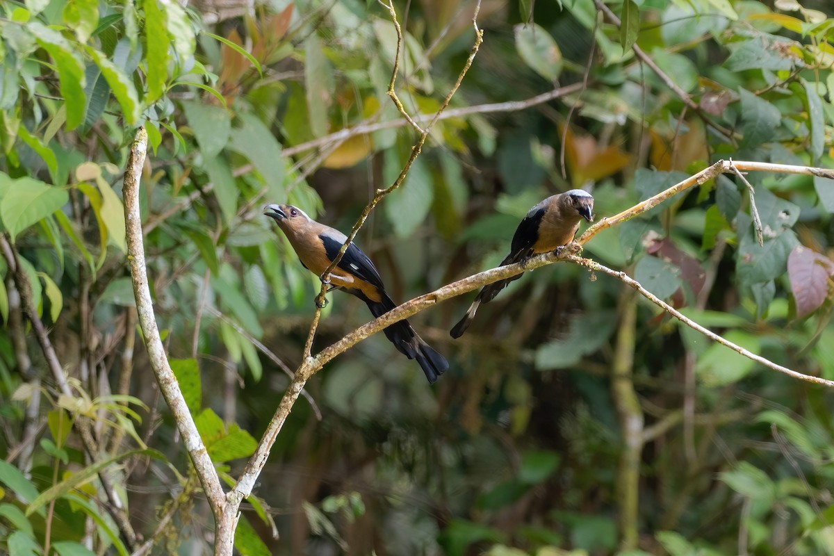 Bornean Treepie - ML622605140