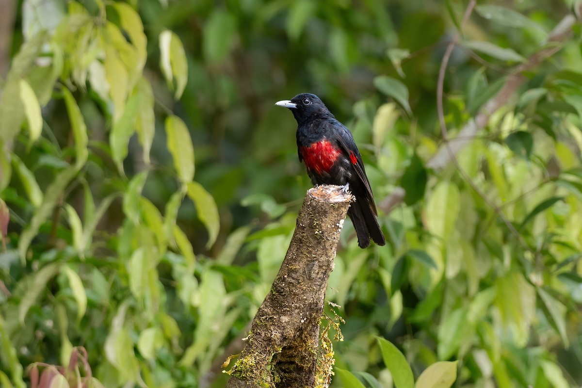 Black-and-crimson Oriole - ML622605157