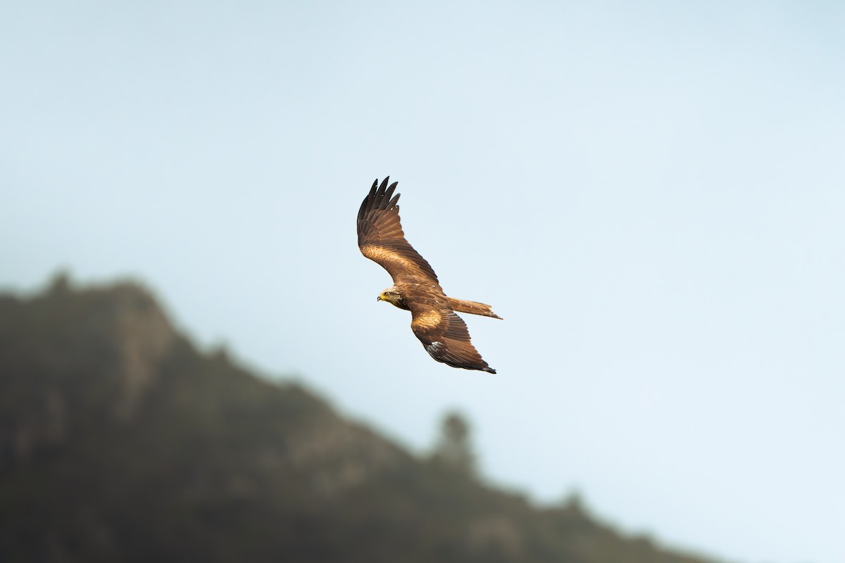 黑鳶 - ML622605166