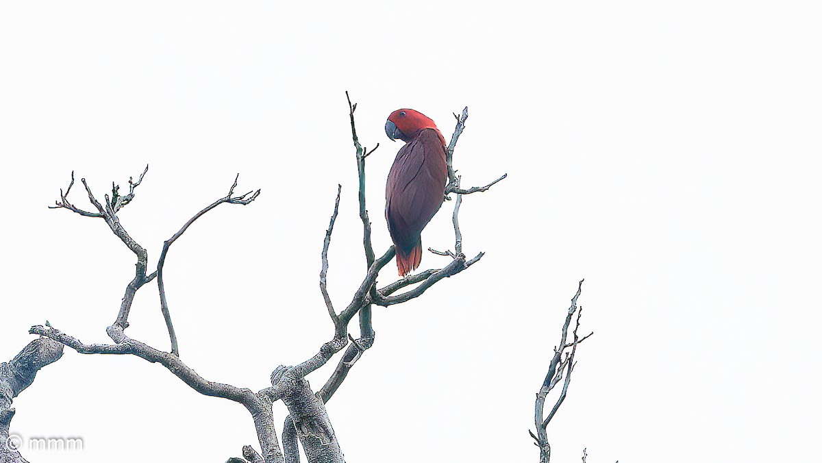 Papuan Eclectus - ML622605168