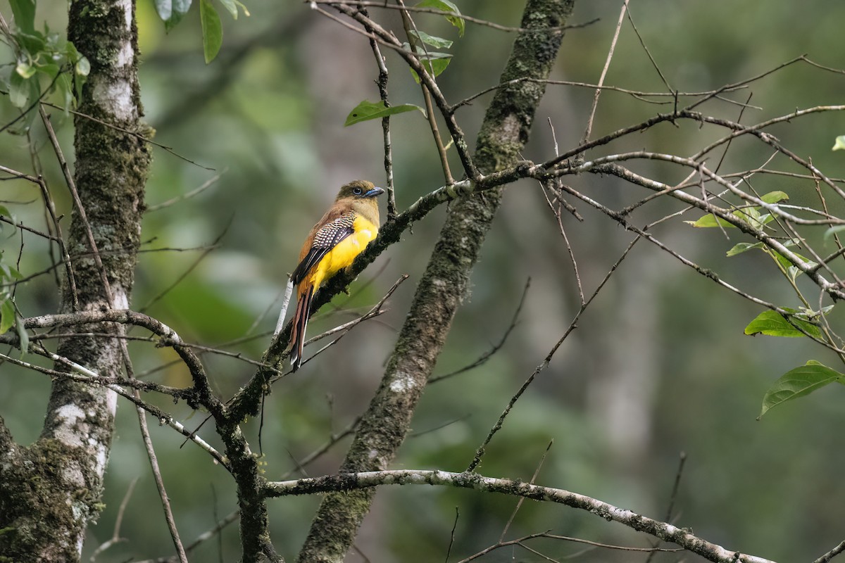 Orange-breasted Trogon - ML622605170