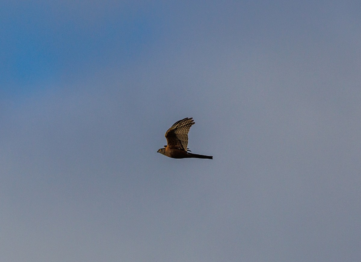 Brown Goshawk - ML622605173