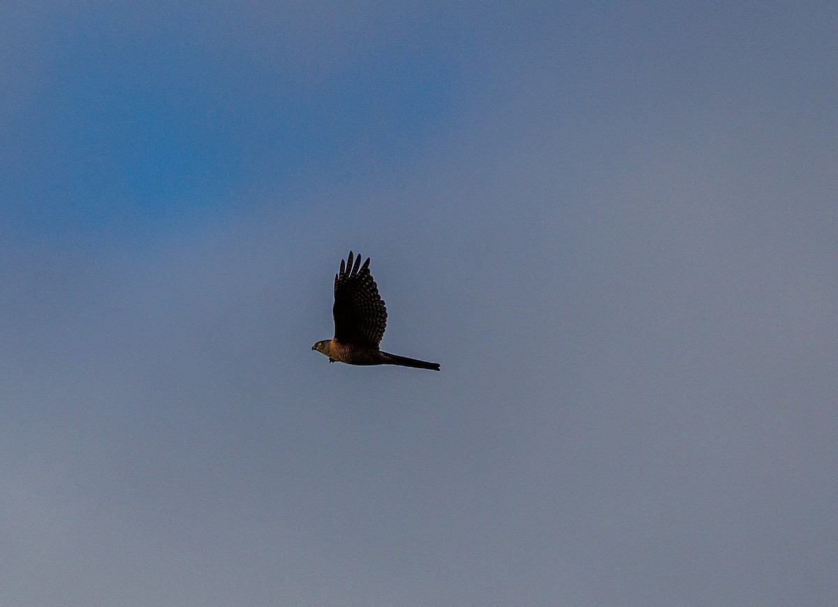 Brown Goshawk - ML622605174