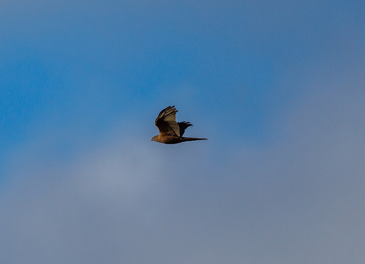 Brown Goshawk - ML622605175