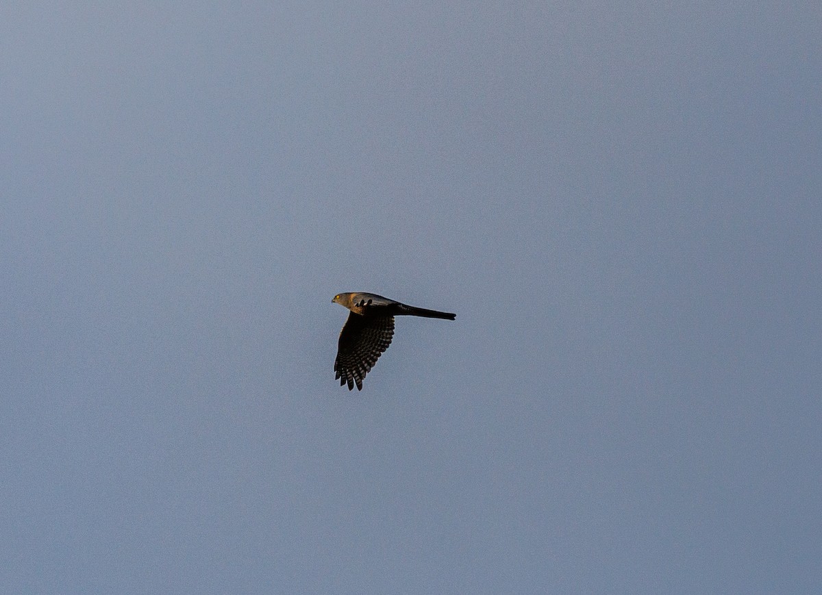 Brown Goshawk - ML622605176