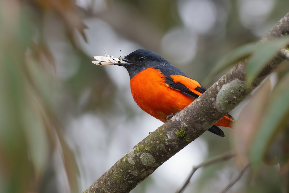 Gray-chinned Minivet - ML622605203