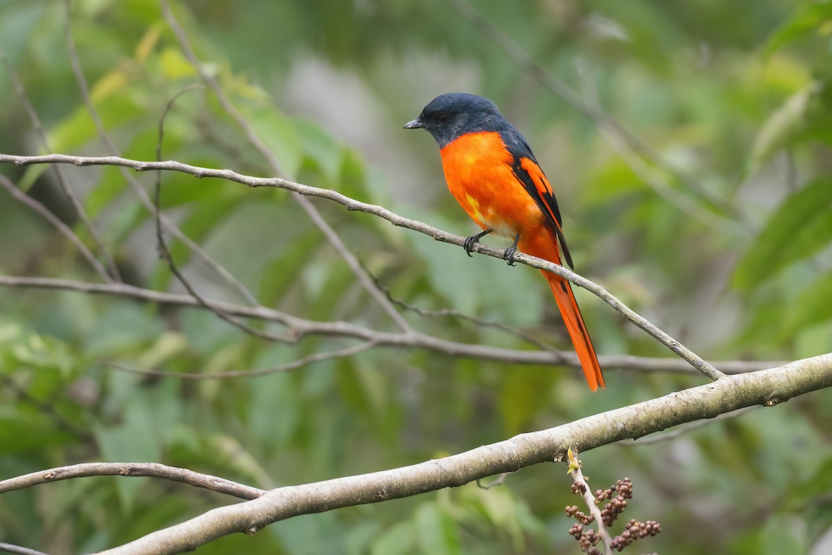 Gray-chinned Minivet - ML622605204