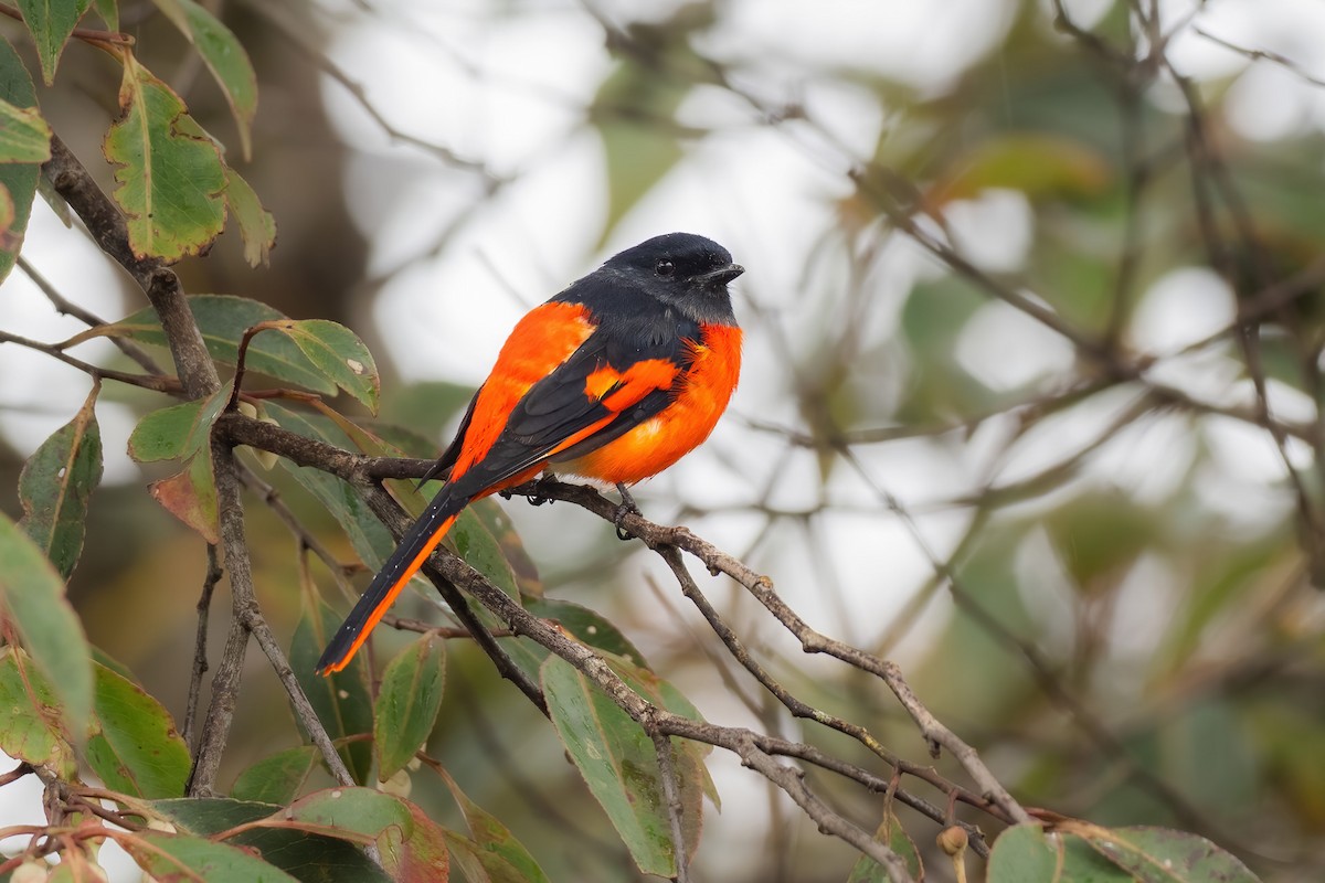 Gray-chinned Minivet - ML622605205