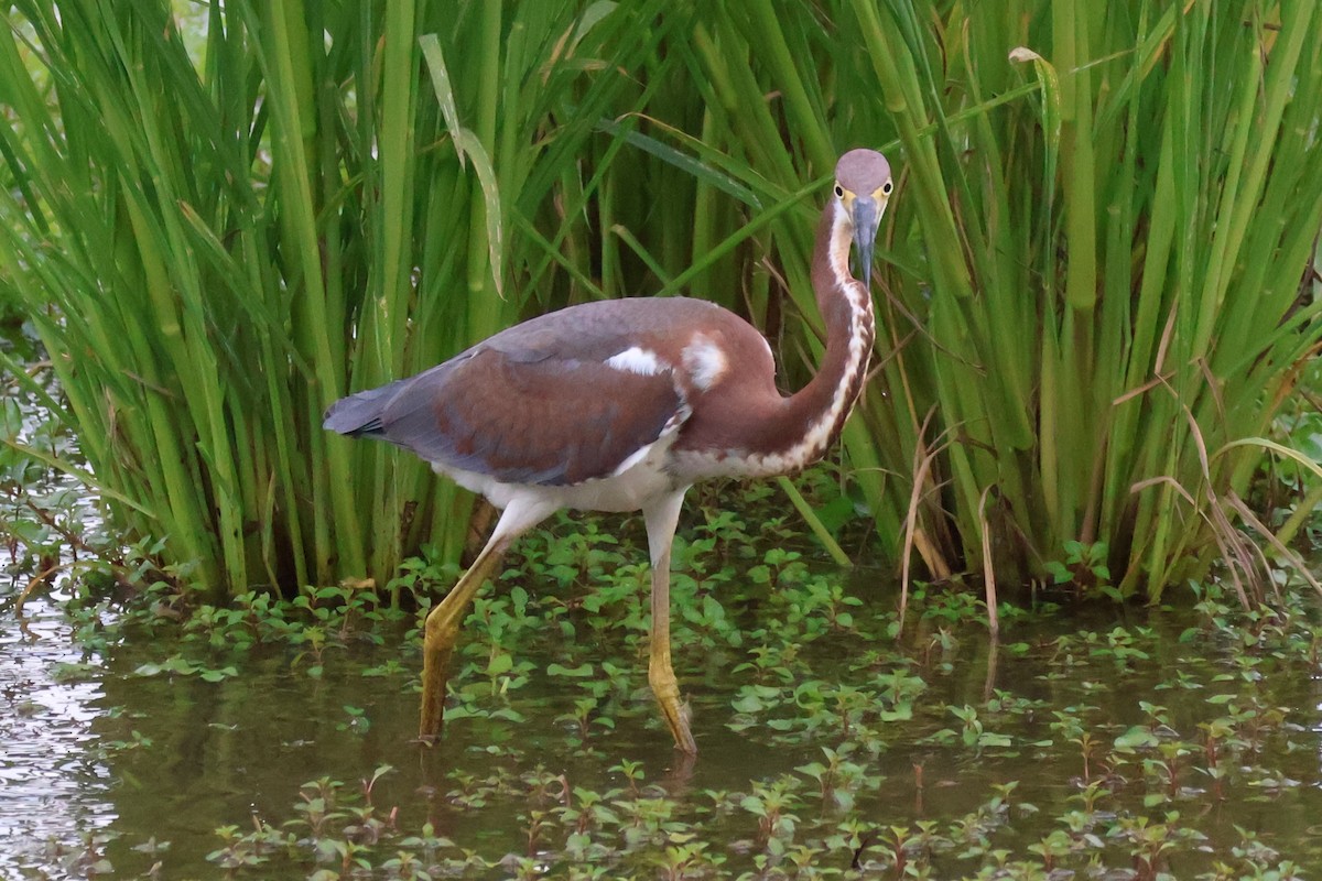 Tricolored Heron - ML622605212