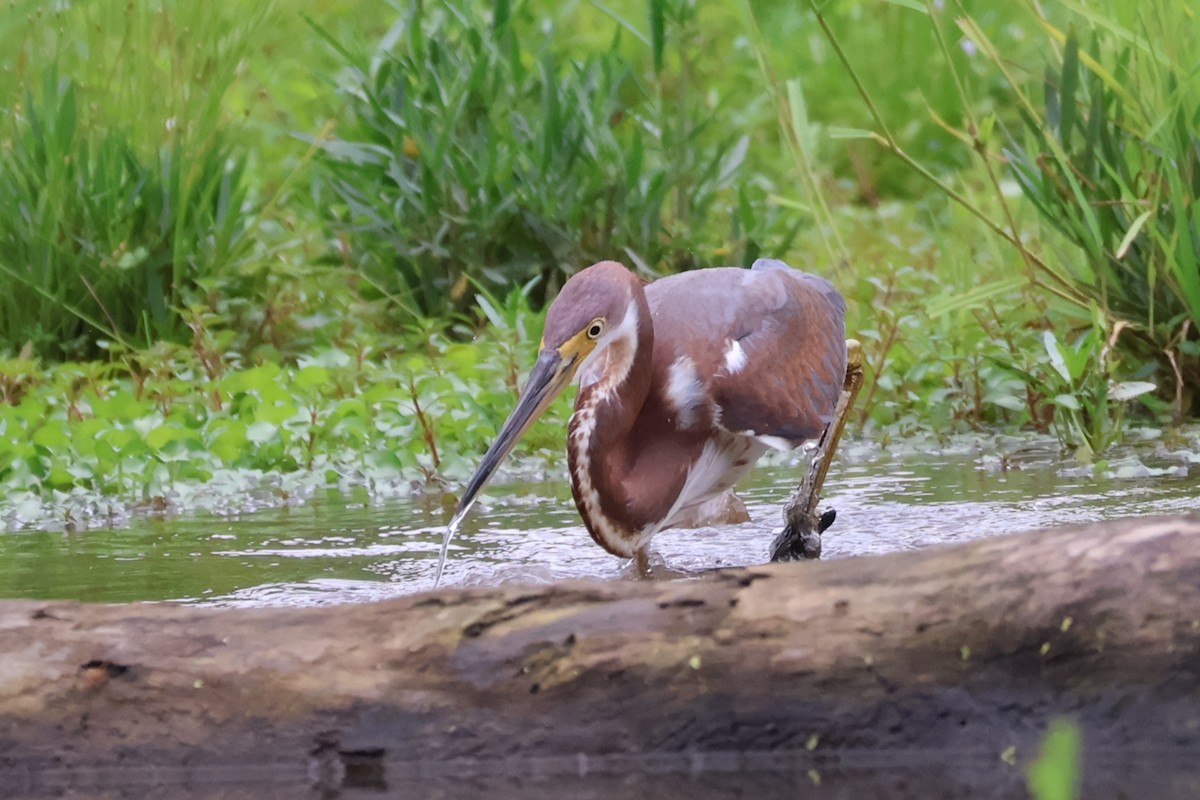 Tricolored Heron - ML622605214