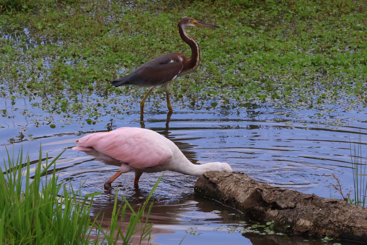 Tricolored Heron - ML622605215