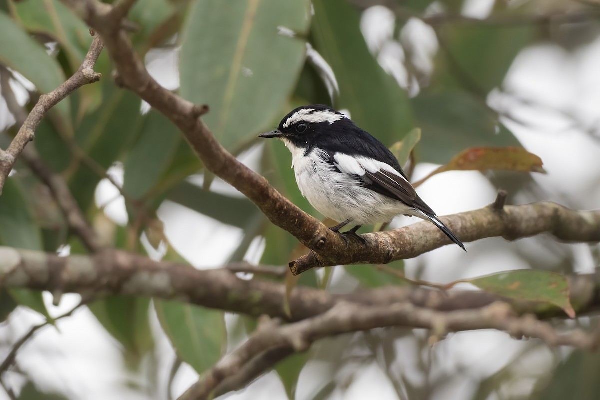 Little Pied Flycatcher - ML622605216