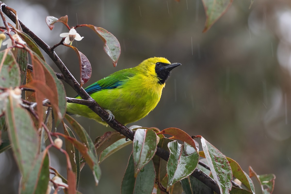 Bornean Leafbird - ML622605219