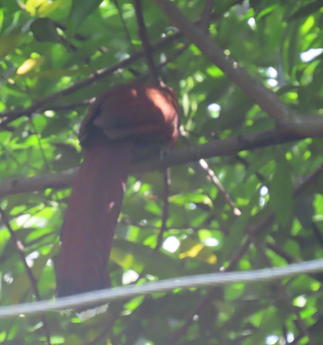 Squirrel Cuckoo (Middle America) - ML622605223